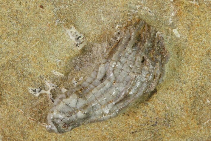 Fossil Crinoid (Abrotocrinus) - Crawfordsville, Indiana #148986